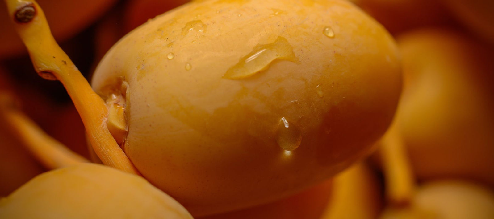 Dattier du désert : quels sont les bienfaits de cette huile précieuse d’Afrique ? - Dado Cosmetics