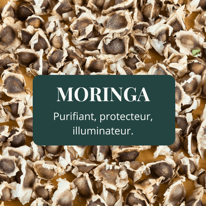 Graines de moringa oleifera huile végétale purifiante protectrice illuminatrice antioxydante pour la peau